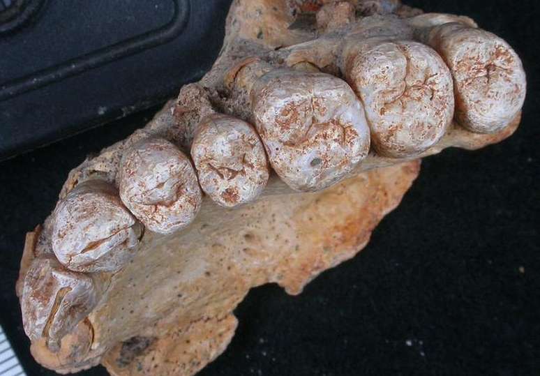 Fragmento de mandíbula encontrado na caverna Misliya tem tamanho compatível com a de humanos modernos | Foto: Israel Hershkovitz, Tel Aviv Uni