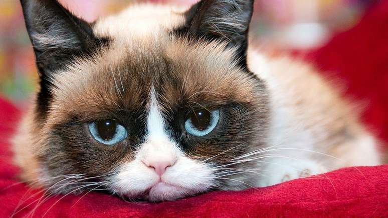 Grumpy Cat