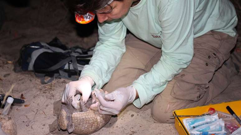 Em expedições noturnas, pesquisadores conseguiram encontrar cinco tatus-bolas | Foto: Samuel Portela