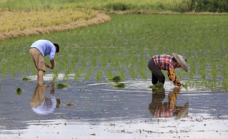 Fazendeiros trabalham em campo de arroz em Liuzhou, na China 30/07/2015  REUTERS/China Daily 