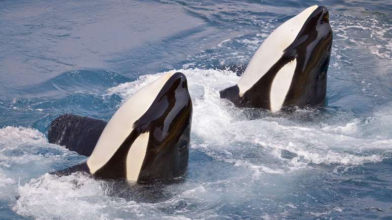 Pesquisadores também dizem que as orcas imitam sons de animais de outras espécies de golfinhos e de leões marinhos