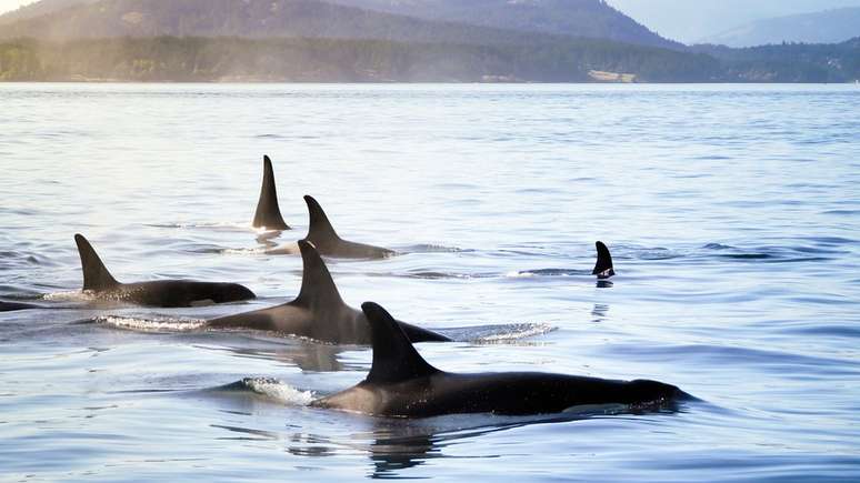 Orcas selvagens vivem em grupos e compartilham um dialeto próprio. Cientistas acreditam que elas são capazes de aprender os dialetos usados por orcas de outros "clãs"