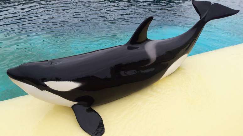 Wikie vive em um parque marinho francês | Foto: Marineland