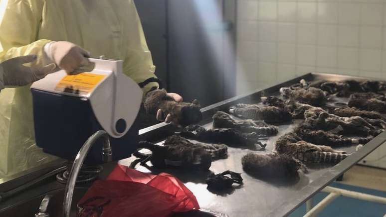 Dos 144 macacos mortos recolhidos pela Vigilância Sanitária e Controle de Zoonoses do Rio de Janeiro, cerca de 100 foram executados | Fonte: Vigilância Sanitária do RJ