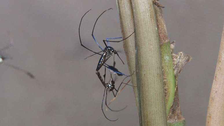 Sem ter macaco para picar na copa das árvores, os mosquitos buscarão alimento nos humanos | Fonte: Josué Damacena/IOC/Fiocruz