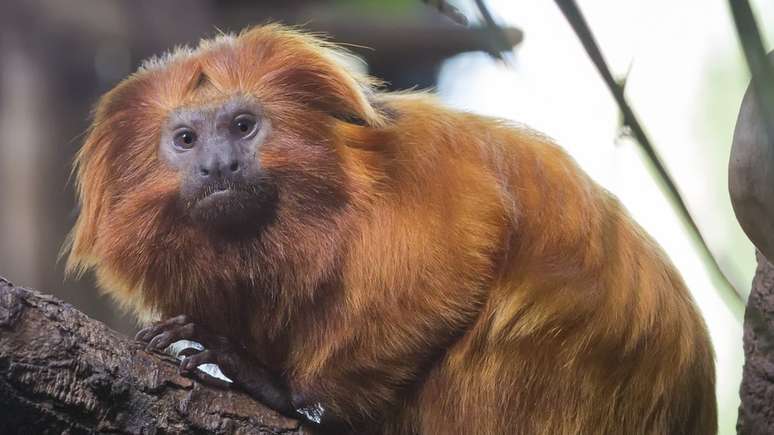 Até mico-leão-dourado, espécie ameaçada de extinção no Brasil, tem sido alvo de violência por causa do pânico e desinformação sobre a febre amarela