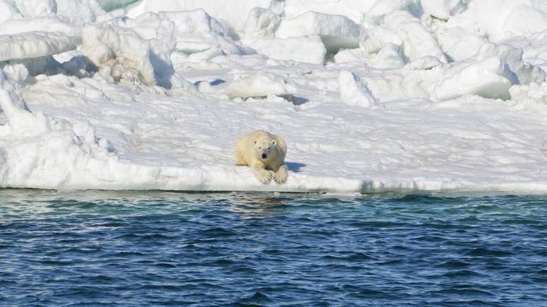 Ursos polares usam o gelo que flutua sobre o mar para caçar e, à medida que ele diminui, eles têm maior dificuldade para se alimentar | Foto: Anthony Pagano/USGS