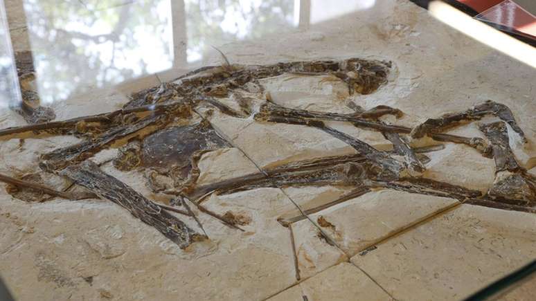 O único fóssil completo do pterossauro Tapejara navigans no mundo, encontrado na Bacia do Araripe | Foto: Marcos Santos/USP Imagens