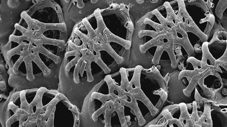 Klugerella petasus, uma espécies de briozoário descrita para o Brasil. A foto tirada no Microscópio Eletrônico de Varredura mostra a complexidade do exoesqueleto dos briozoários