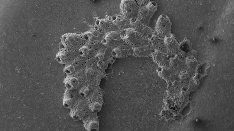 Exoesqueleto de Reptadeonella granulosa observado no Microscópio eletrônico de varredura, que é essencial para o estudo desses animais