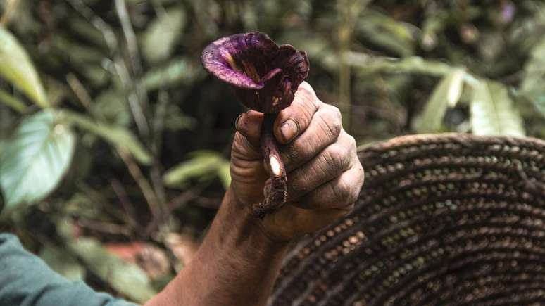 Os Yanomami acreditam que fotografias podem roubar sua alma; por isso, há poucos registros de suas atividades | Foto: Moreno Saraiva Martins/ISA