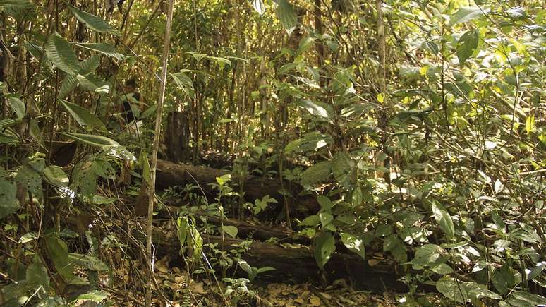 Yanomamis usam partes da floresta como roça de mandioca durante quatro anos, e depois deixam que elas se recuperem | Foto: Moreno Saraiva/ ISA