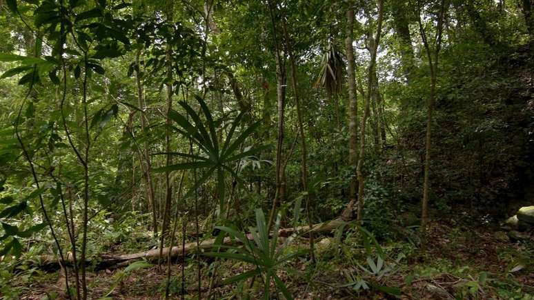 Área hoje inabitada por ter abrigado muitos milhões de maias a mais do que se pensava | Foto: Wild Blue Media/Channel 4/National Geographic