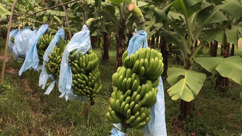 Cachos de banana são presos em armações de metal antes de serem limpos