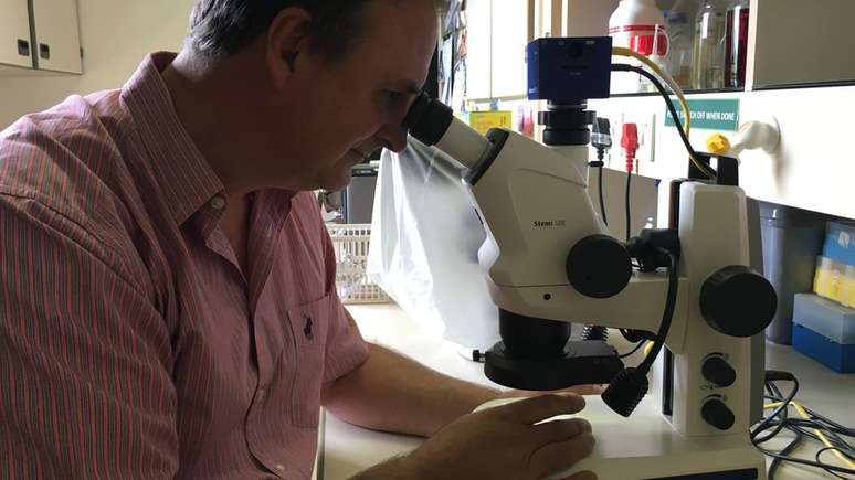 O professor Altus Viljoen, da Universidade Stellenbosch, na África do Sul, estuda o fungo em seu laboratório