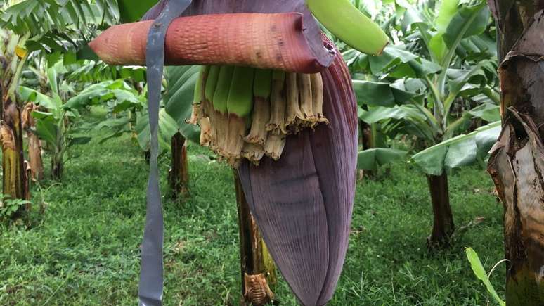 Bananas são a fruta mais exportada do mundo