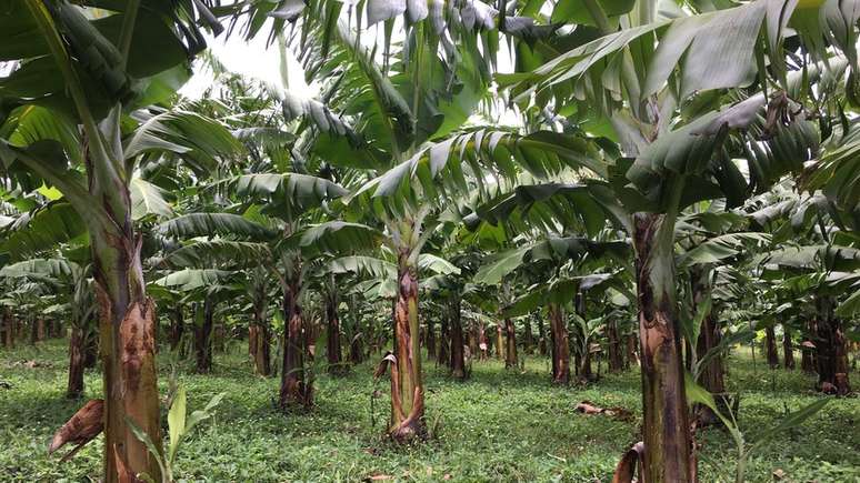 A banana formosana pode ser resistente ao fungo