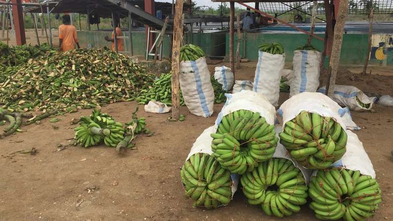 Dois terços dos funcionários da fazenda Matanuska foram demitidos por causa do avanço da doença