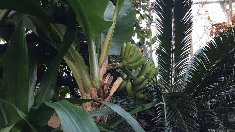 Bananas do tipo cavendish, como as nanicas, eram cultivadas em estufas no Reino Unido desde 1840