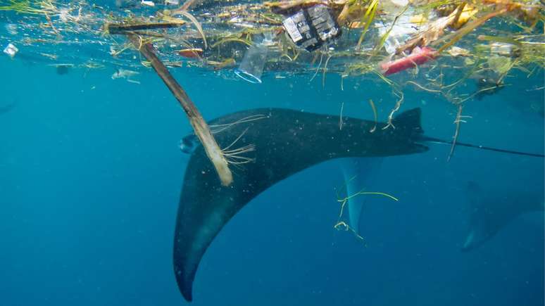 Pesquisadores sugerem novos estudos focando em espécies icônicas, como as arraias, para atrair a atenção da comunidade e de políticos | Foto: Elitza Germanov/Marine Megafauna Foundation