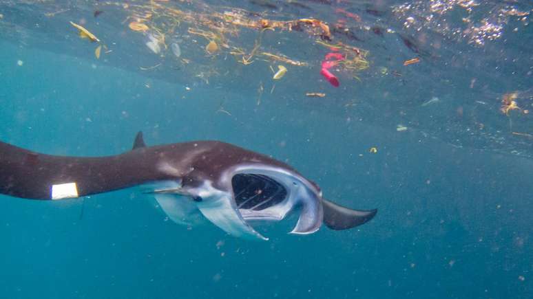Ainda é preciso mensurar os riscos da ingestão de partículas de plástico por animais marinhos, dizem pesquisadores | Foto: Elitza Germanov/Marine Megafauna Foundation