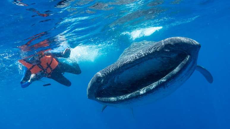 Apesar do tamanho, tubarões-baleia se alimentam por filtragem de pequenos plânctons, crustácios e peixes e, ao engolir água, ingerem também partículas de plástico suspensas | Foto: Simon Pierce/Marine Megafauna Foundation