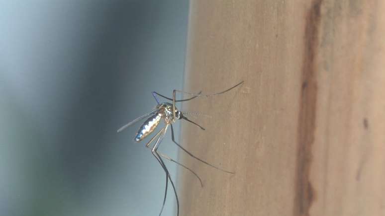 Mosquitos Sabethes transmitem febre amarela em regiões de mata | Foto: Josué Damacena/IOC/Fiocruz