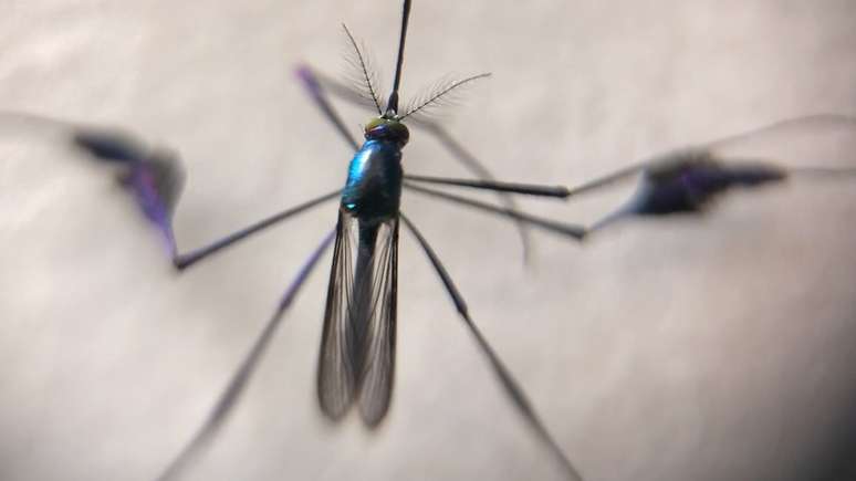 A diferença entre a febre amarela urbana e a silvestre está nos mosquitos que transmitem o vírus em cada ambiente | Foto: Josué Damacena/IOC/Fiocruz