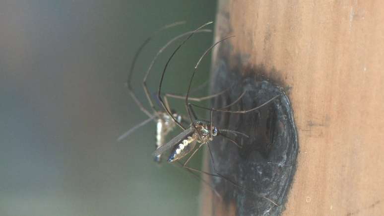 Mosquitos silvestres têm capacidade muito maior de transmitir a febre amarela | Foto: Josué Damacena/IOC/Fiocruz