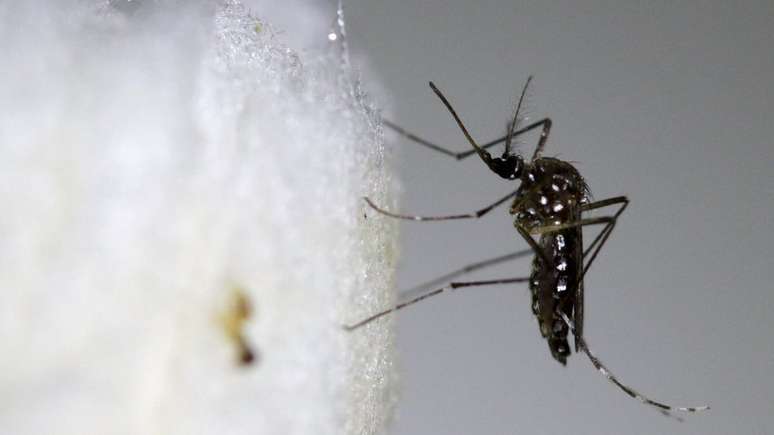 Se população de Aedes aegypti crescer, também aumentará o risco de transmissão urbana da febre amarela