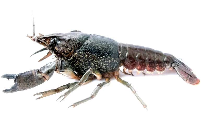 O 'lagostim de m&aacute;rmore' tem cerca de dez cent&iacute;metros de comprimento | Foto: Chris Lukhaup/DKFZ