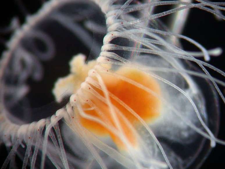 A água-viva tem a capacidade de se regenerar continuamente | Foto: Alvaro Migotto/Cebimar/USP