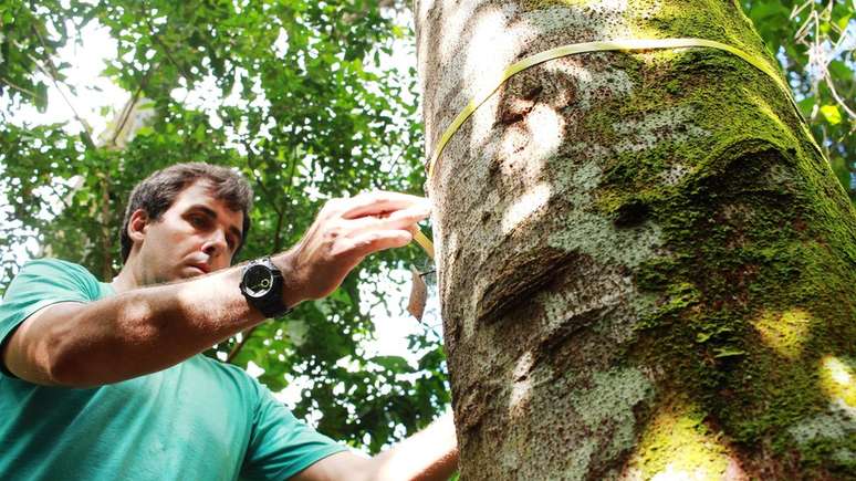 Experimento com plantio do paricá em áreas desmatadas teve início em 1995 | Foto: Ronaldo Rosa