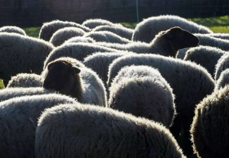 Cientistas criam 1º embrião de ovelha com células humanas