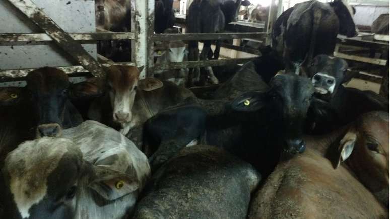 Cada animal tinha 1 m² dentro do navio Nada, segundo laudo de veterinária nomeada pela Justiça Federal | Foto: Divulgação