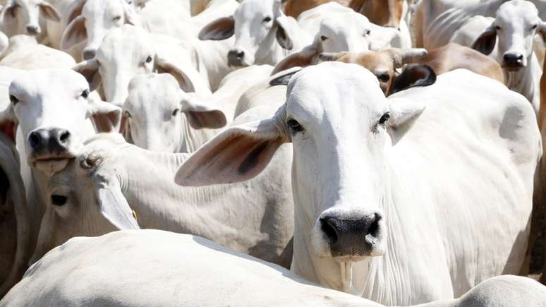 País exportou 460 mil bovinos vivos no ano passado