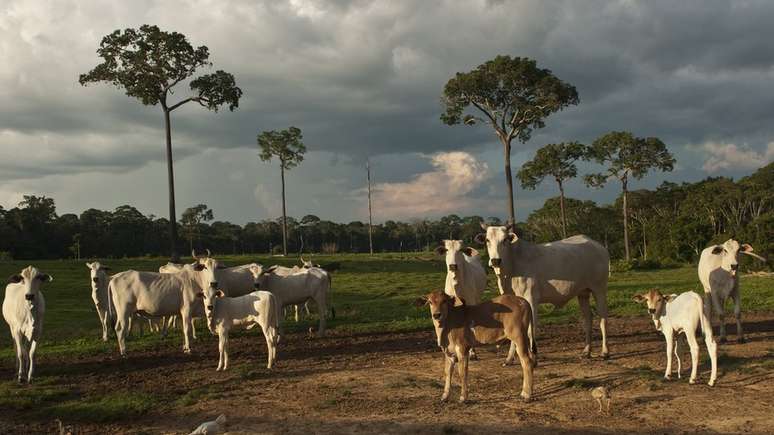 Brasil é um dos maiores produtores e exportadores de carne bovina do mundo