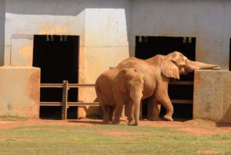 Badu e Belinha vieram juntos da África para Brasília. Badu veio com três anos de idade e morreu no último dia 7, com 25 anos