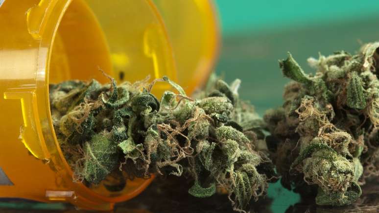Carlini advoga pelo uso medicinal da maconha, algo que j&aacute; &eacute; realidade em outros pa&iacute;ses