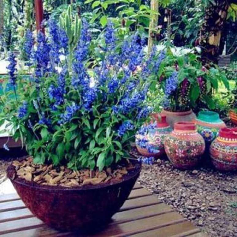 19. Flores para jardim resistentes ao sol