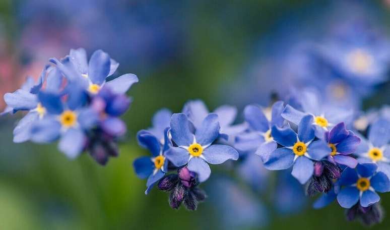 10. A miosótis é uma excelente espécie de flores pequenas para jardim.