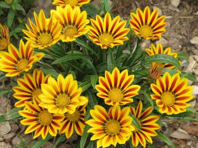 12. As gaz&acirc;nias s&atilde;o esp&eacute;cies de flores para o jardim o ano todo.