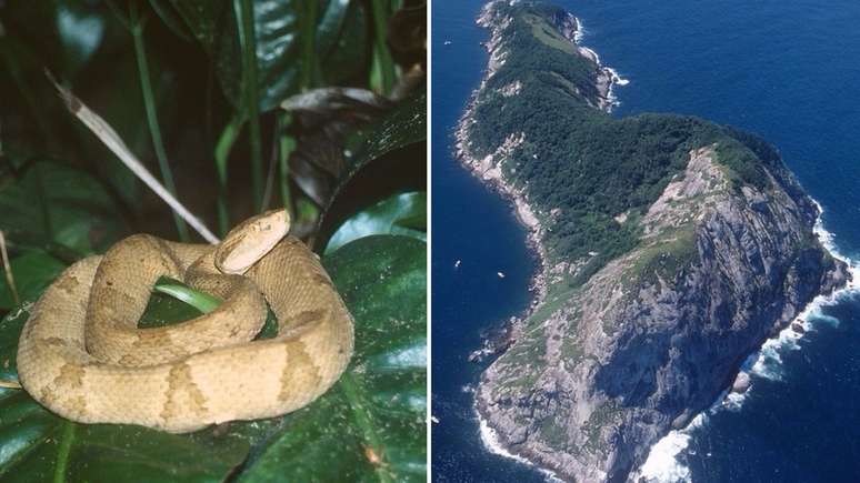 Isolamento geográfico levou ao surgimento de nova espécie de jararaca que só existe em ilha do litoral paulista | Foto: Marcelo Ribeiro Duarte