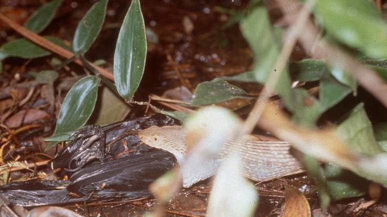 Jararaca-ilhoa se alimenta quase que exclusivamente de pássaros | Foto: Marcelo Ribeiro Duarte