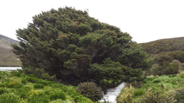 A árvore da espécie Picea sitchensi, localizada numa ilha na Nova Zelândia, foi plantada em 1905 e cresce em média 1 cm por ano | Foto: Pavla Fenwick