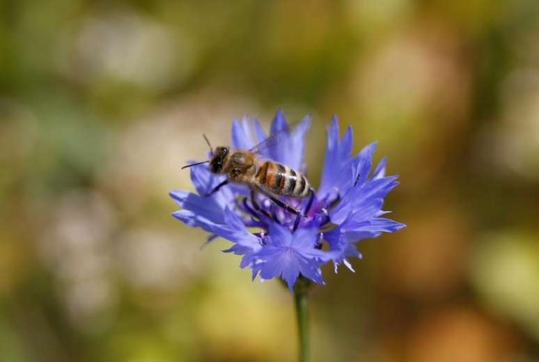 Abelha sobre flor em Belarus 23/07/2014 REUTERS/Vasily Fedosenko