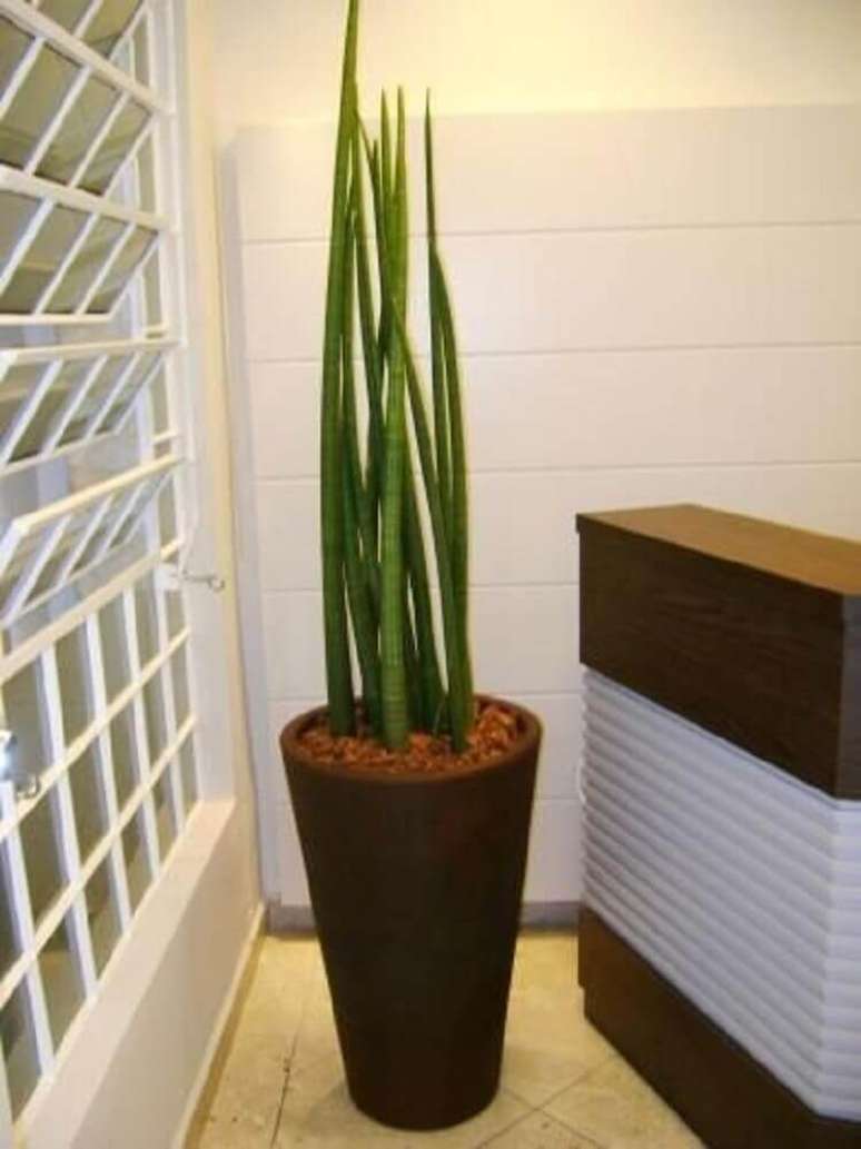 15. Vasos de plantas grandes são ideais para ambientes amplos.