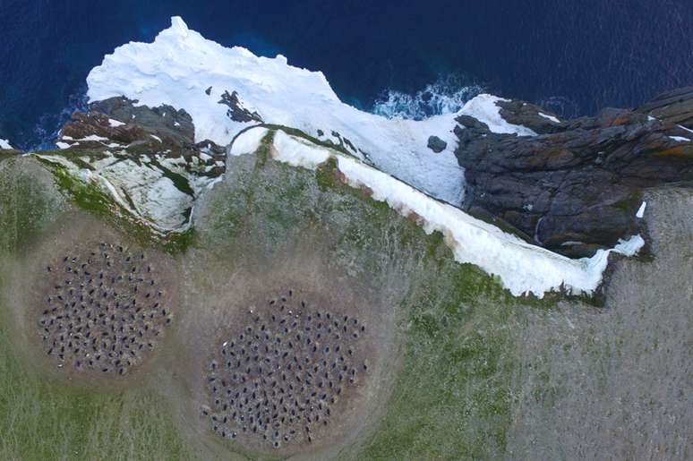 Imagens feitas por drones foram uma forma eficiente de contar os animais | Foto: T.S.McChord/H.Singh/NU/WHOI