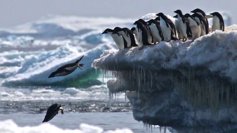 O gelo é importante para esses animais, porque foram um habitat que atrai seu alimento, o krill | Foto: R.Herman/LSU/SBU