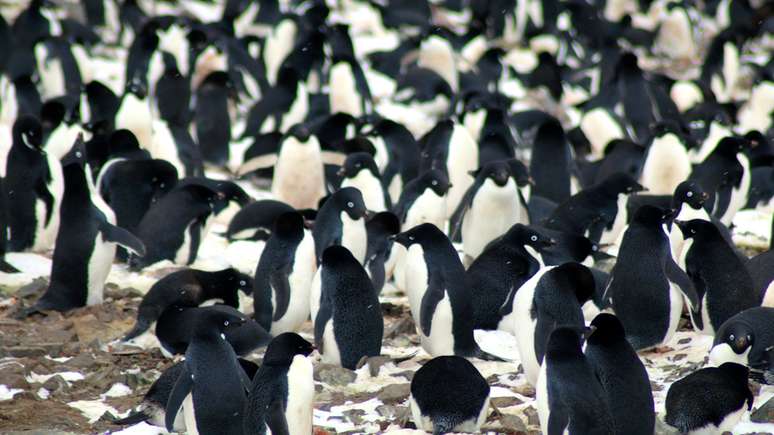 As Ilhas Danger formam um arquipélago compacto na ponta de uma península | Foto: M.Polito/LSU